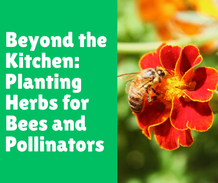 Beyond the Kitchen: Planting Herbs for Bees and Pollinators