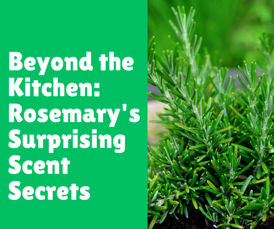 Beyond the Kitchen: Rosemary's Surprising Scent Secrets