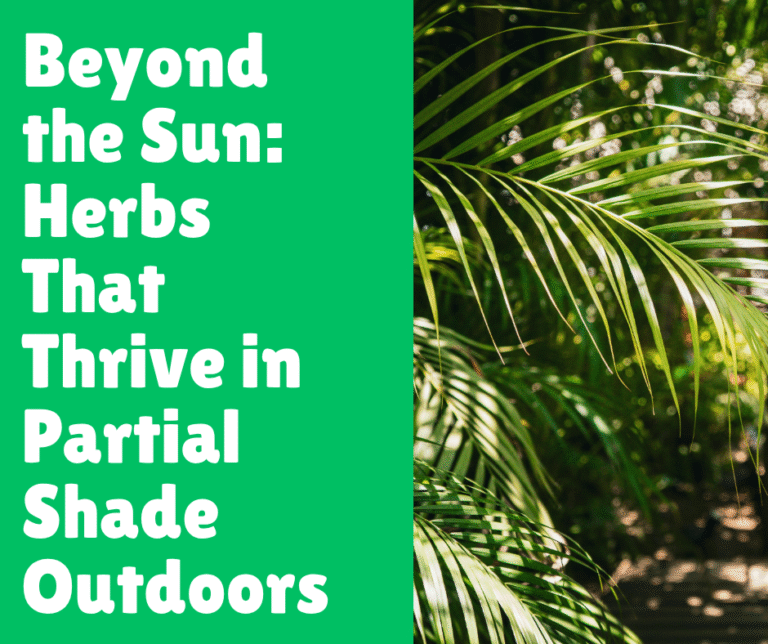 Beyond the Sun: 10 Herbs That Thrive in Partial Shade Outdoors