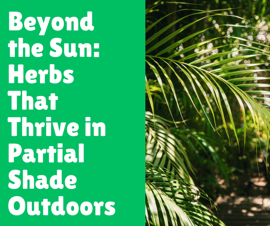Beyond the Sun: 10 Herbs That Thrive in Partial Shade Outdoors