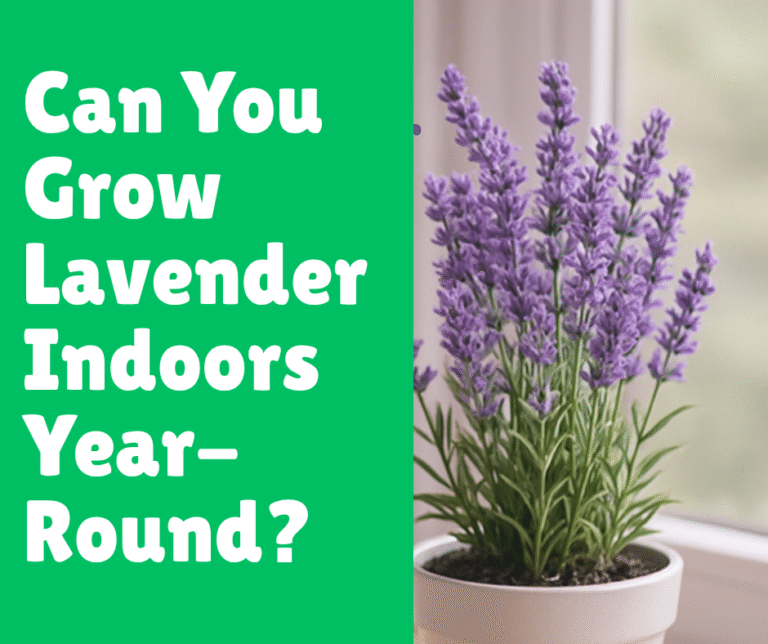 Can You Grow Lavender Indoors Year-Round?