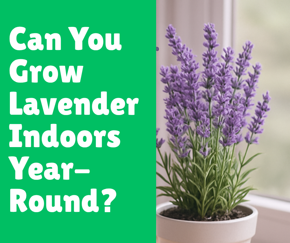 Can You Grow Lavender Indoors Year-Round?