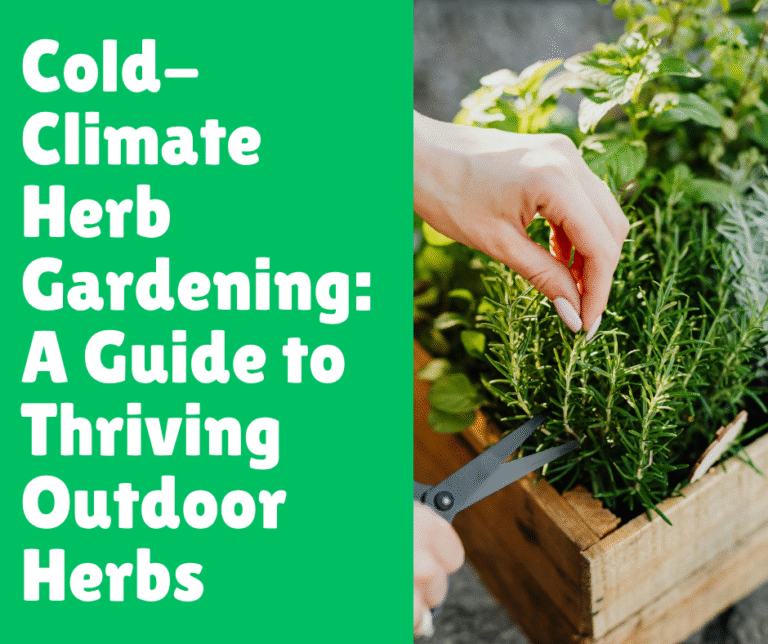 Cold-Climate Herb Gardening: A Guide to Thriving Outdoor Herbs