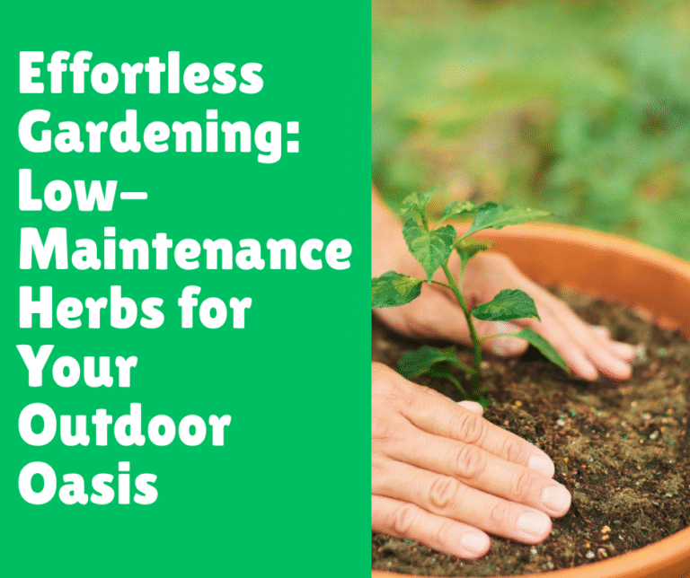 Effortless Gardening: Low-Maintenance Herbs for Your Outdoor Oasis