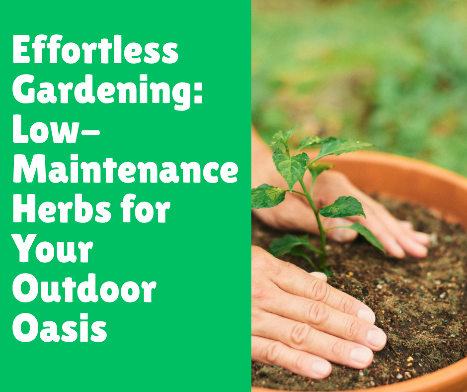 Effortless Gardening: Low-Maintenance Herbs for Your Outdoor Oasis