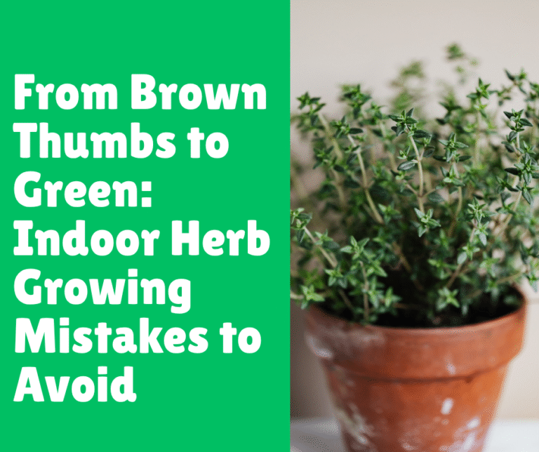 From Brown Thumbs to Green: Indoor Herb Growing Mistakes to Avoid
