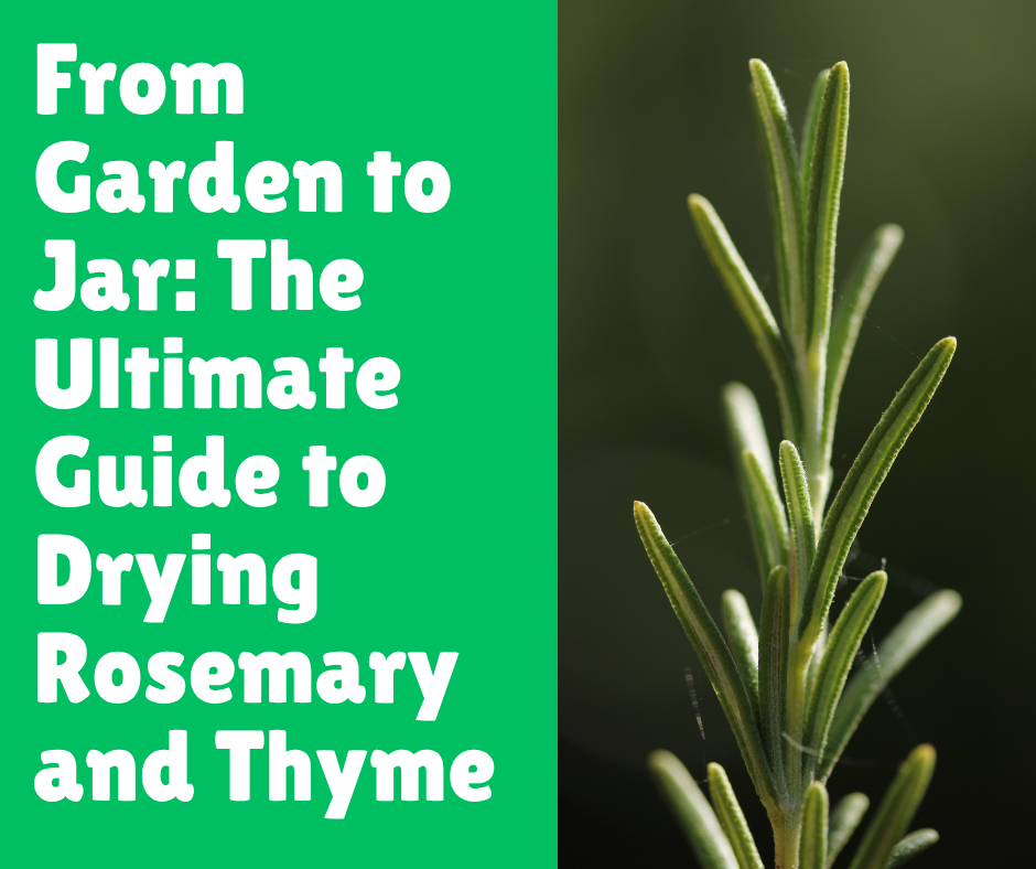 From Garden to Jar: The Ultimate Guide to Drying Rosemary and Thyme