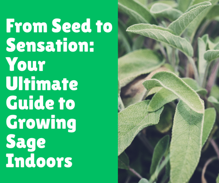 From Seed to Sensation: Your Ultimate Guide to Growing Sage Indoors