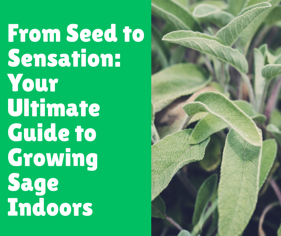 From Seed to Sensation: Your Ultimate Guide to Growing Sage Indoors