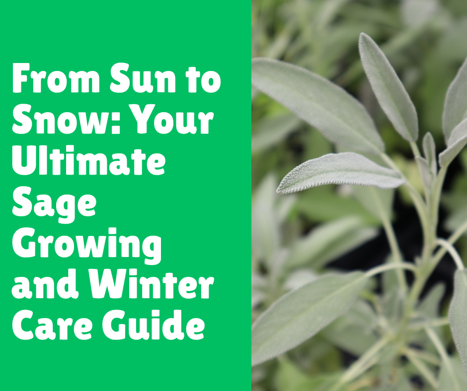 From Sun to Snow: Your Ultimate Sage Growing and Winter Care Guide