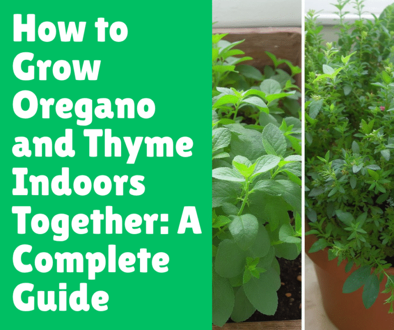 How to Grow Oregano and Thyme Indoors Together: A Complete Guide