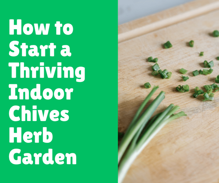 How to Start a Thriving Indoor Chives Herb Garden