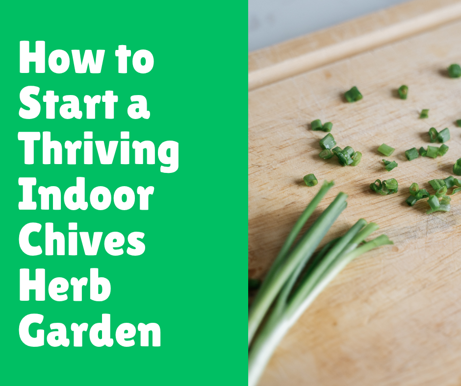 How to Start a Thriving Indoor Chives Herb Garden