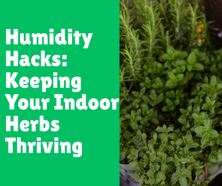 Humidity Hacks: Keeping Your Indoor Herbs Thriving