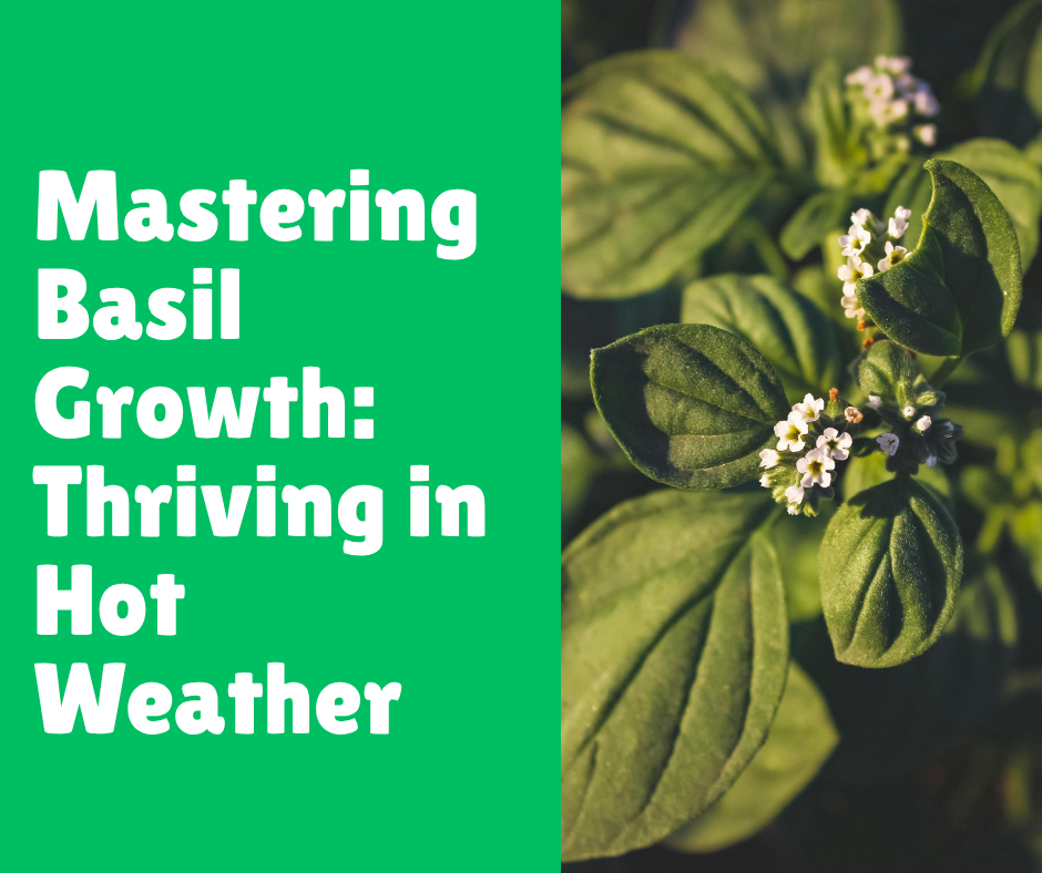 Mastering Basil Growth: Thriving in Hot Weather