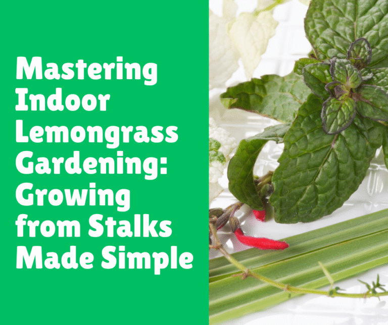 Mastering Indoor Lemongrass Gardening: Growing from Stalks Made Simple