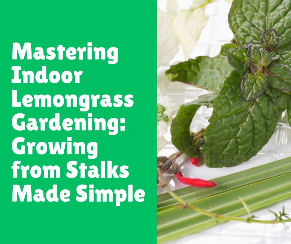 Mastering Indoor Lemongrass Gardening: Growing from Stalks Made Simple