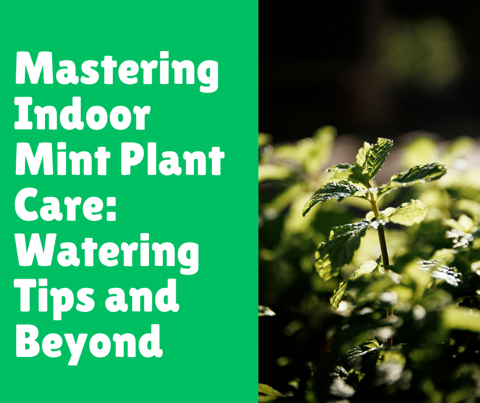 Mastering Indoor Mint Plant Care: Watering Tips and Beyond