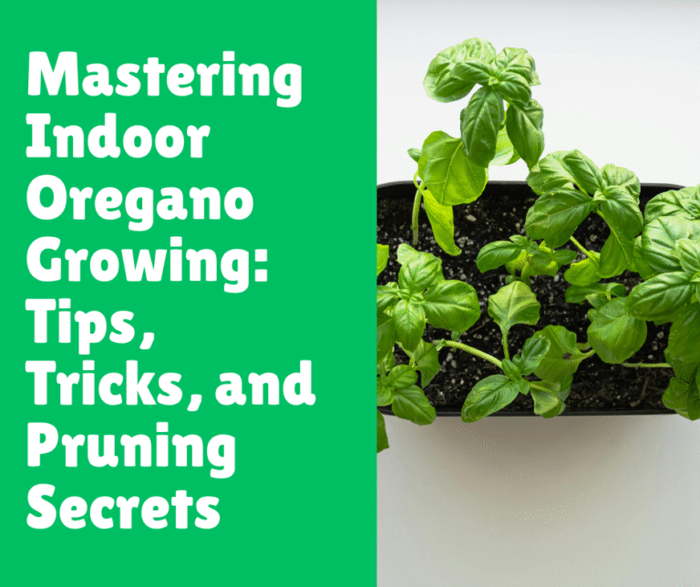 Mastering Indoor Oregano Growing: Tips, Tricks, and Pruning Secrets