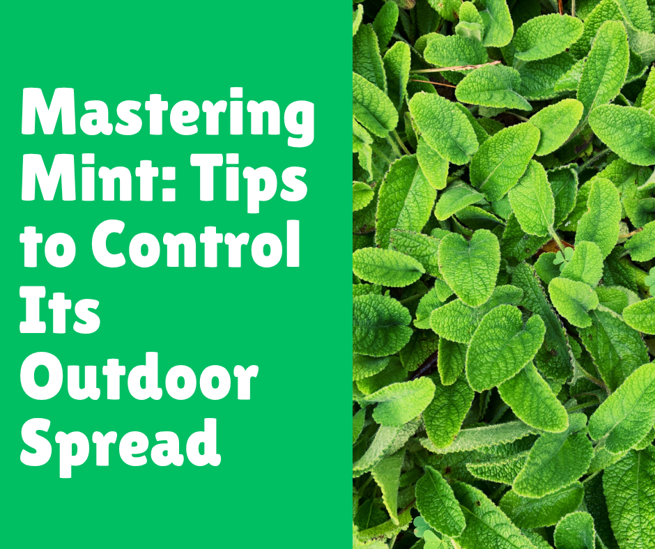 Mastering Mint: Tips to Control Its Outdoor Spread