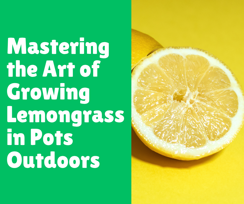 Mastering the Art of Growing Lemongrass in Pots Outdoors