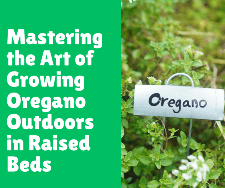 Mastering the Art of Growing Oregano Outdoors in Raised Beds