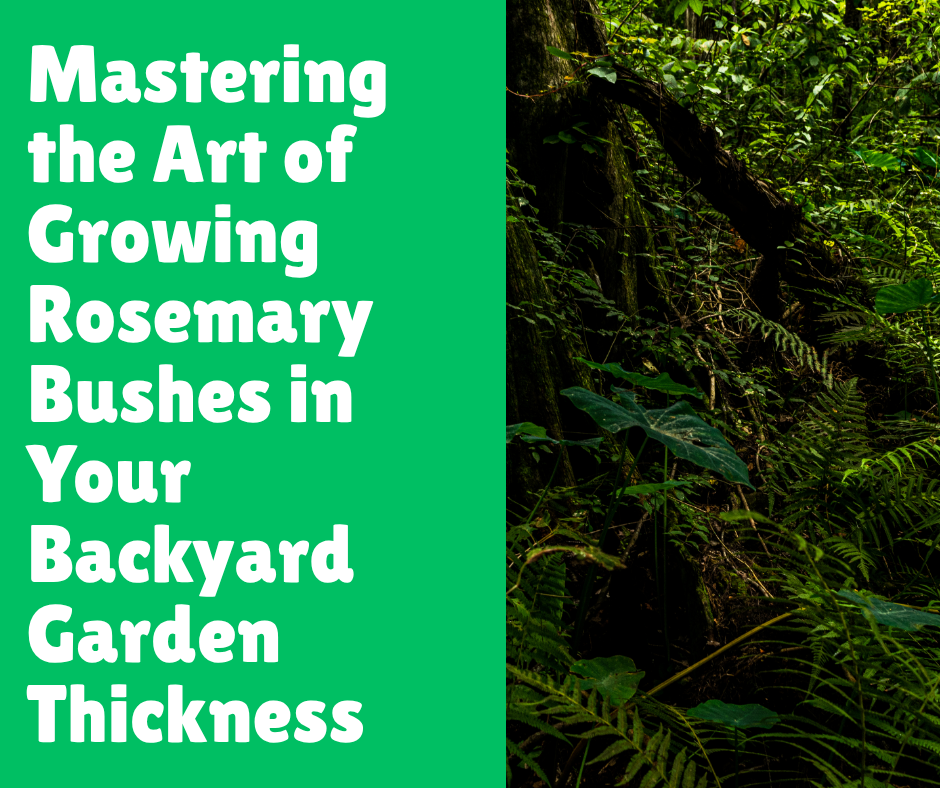 Mastering the Art of Growing Rosemary Bushes in Your Backyard Garden