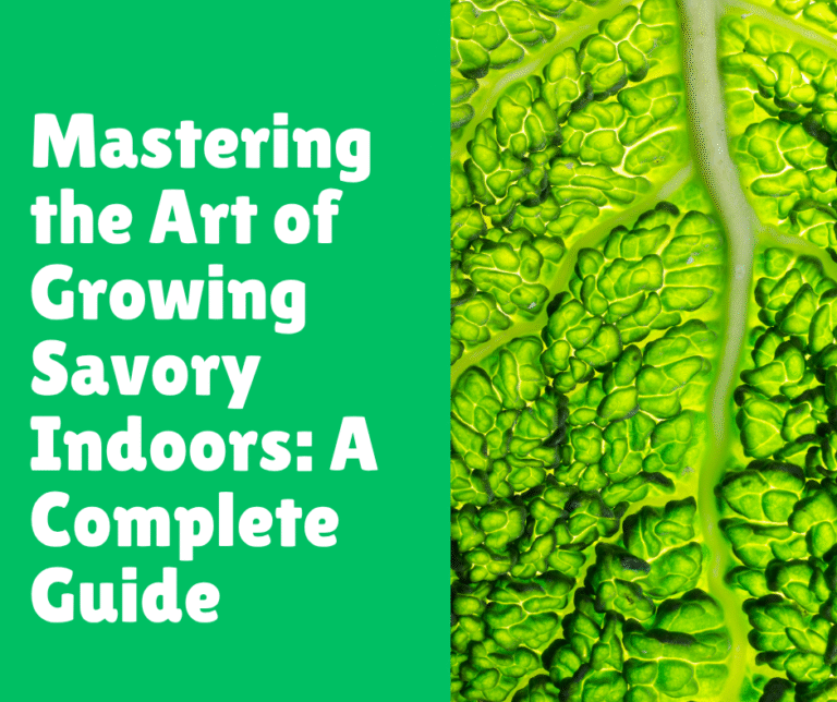 Mastering the Art of Growing Savory Indoors: A Complete Guide
