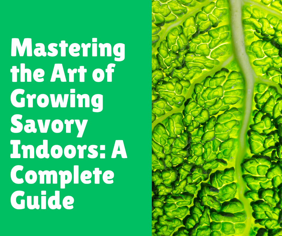 Mastering the Art of Growing Savory Indoors: A Complete Guide