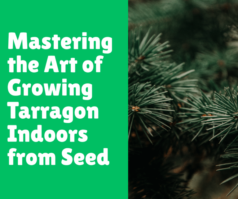 Mastering the Art of Growing Tarragon Indoors from Seed