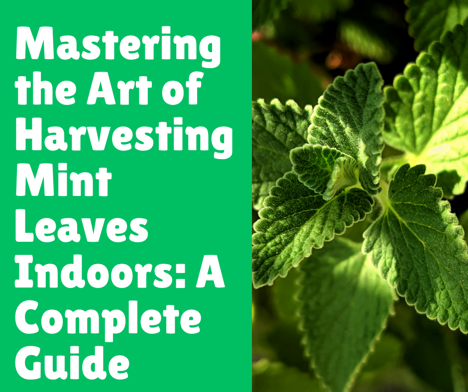 Mastering the Art of Harvesting Mint Leaves Indoors: A Complete Guide