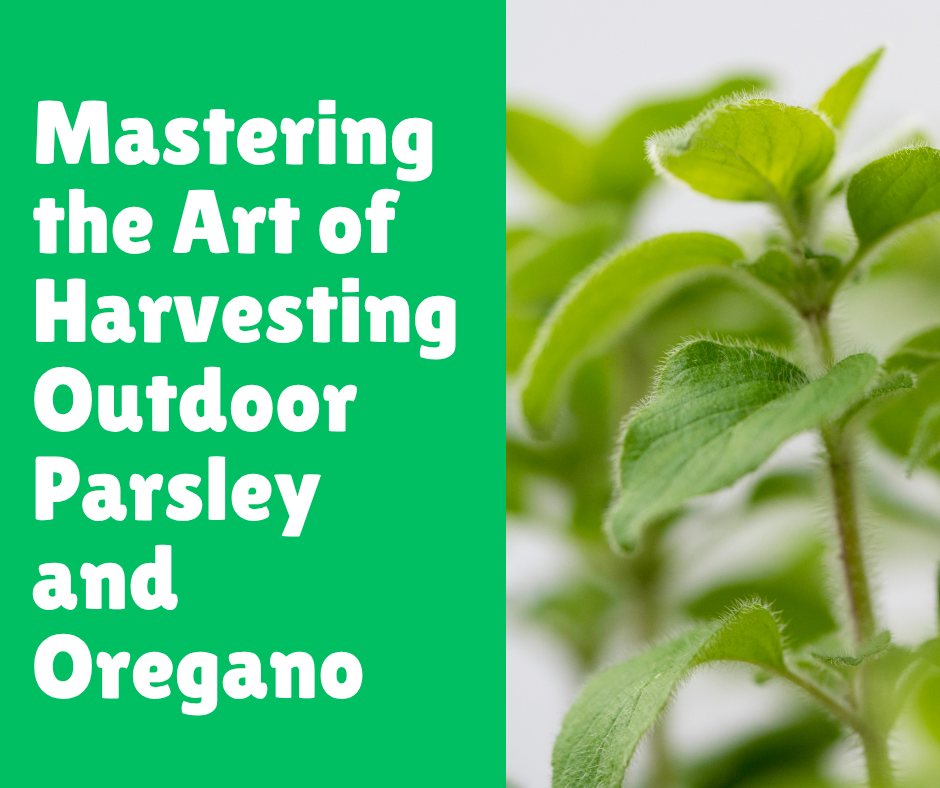 Mastering the Art of Harvesting Outdoor Parsley and Oregano