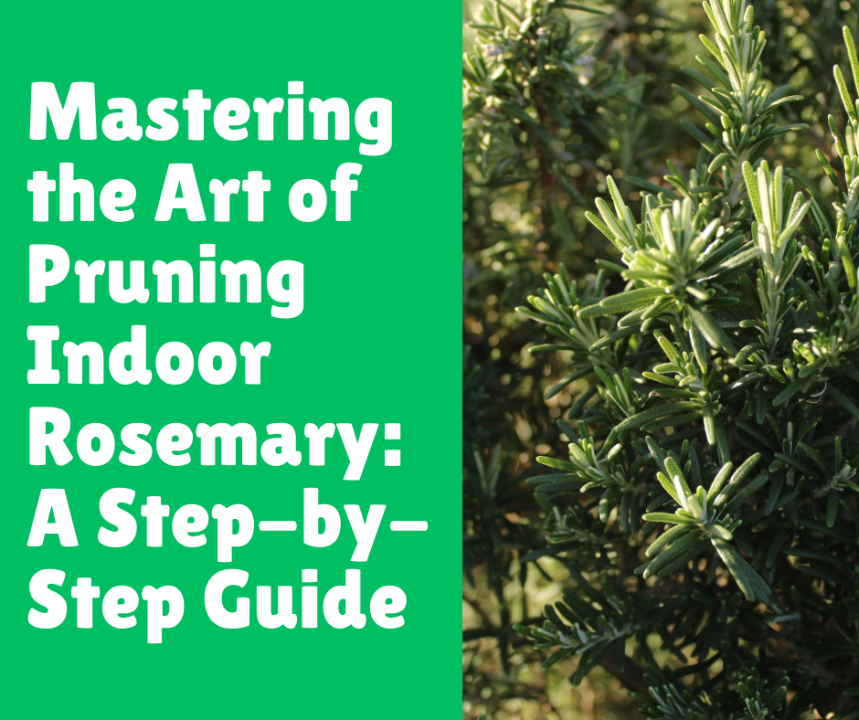 Mastering the Art of Pruning Indoor Rosemary: A Step-by-Step Guide