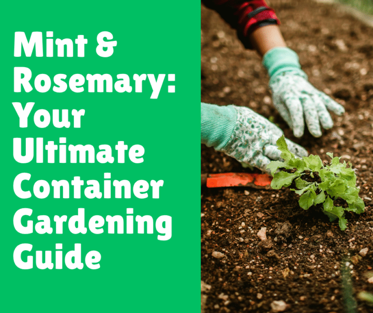 Mint & Rosemary: Your Ultimate Container Gardening Guide