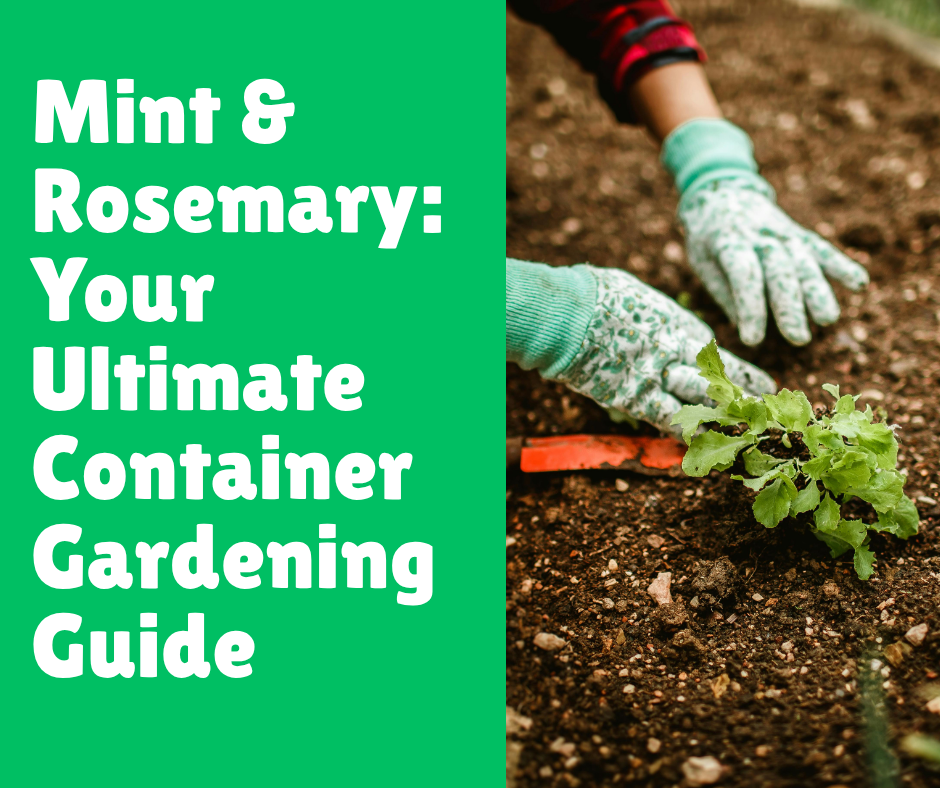 Mint & Rosemary: Your Ultimate Container Gardening Guide