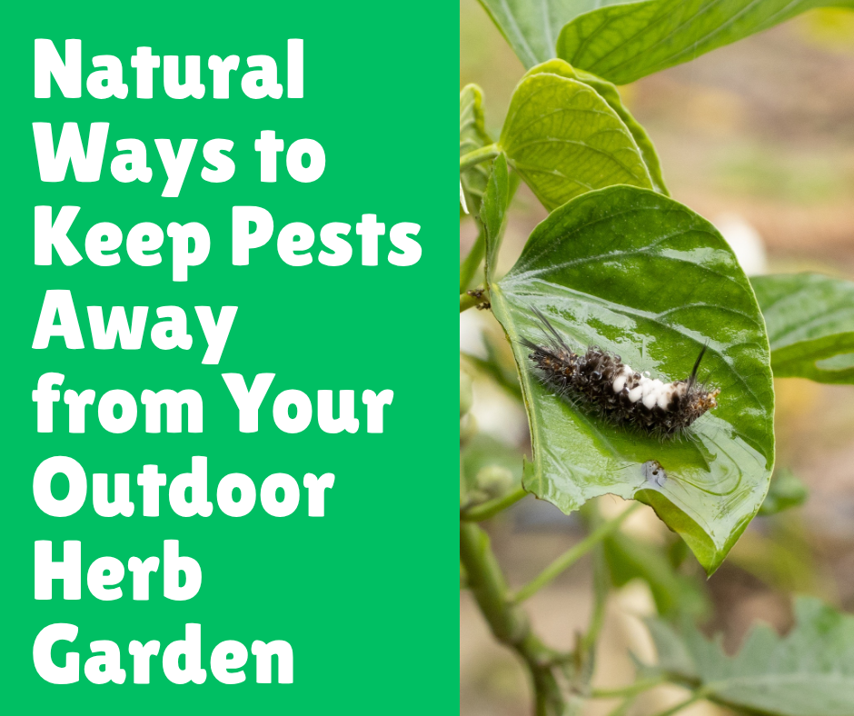 Natural Ways to Keep Pests Away from Your Outdoor Herb Garden