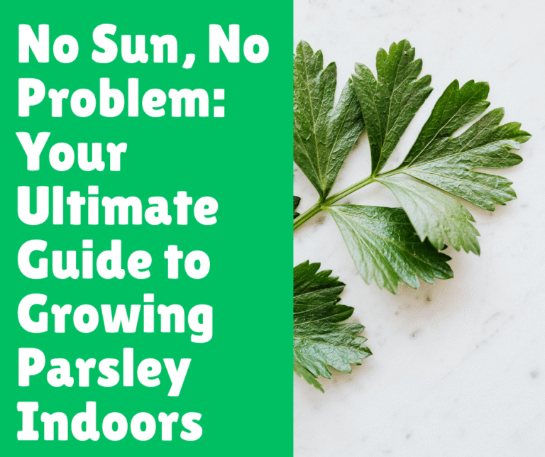 No Sun, No Problem: Your Ultimate Guide to Growing Parsley Indoors
