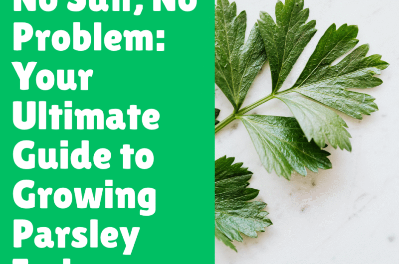 No Sun, No Problem: Your Ultimate Guide to Growing Parsley Indoors