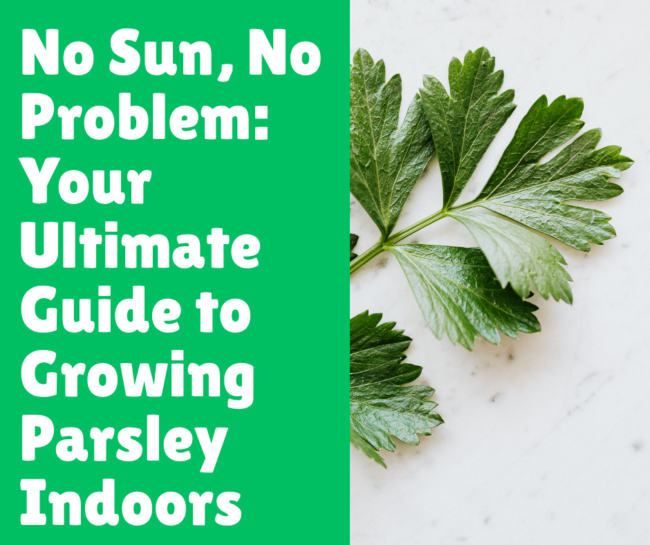 No Sun, No Problem: Your Ultimate Guide to Growing Parsley Indoors