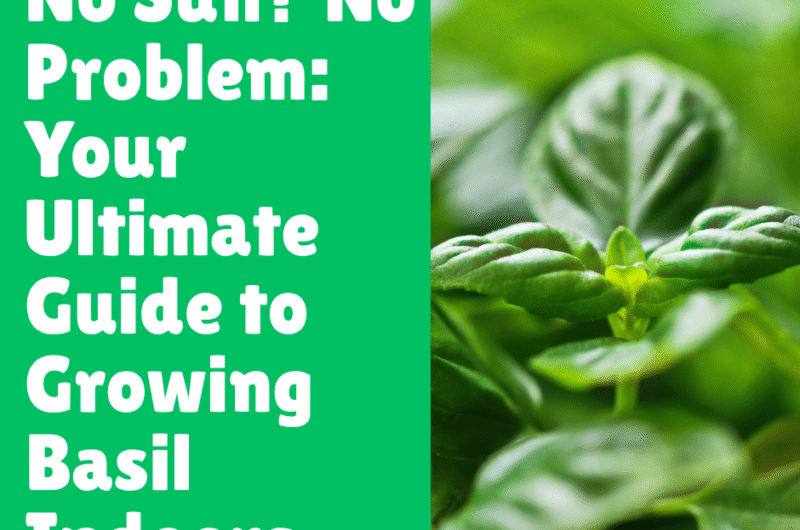 No Sun? No Problem: Your Ultimate Guide to Growing Basil Indoors