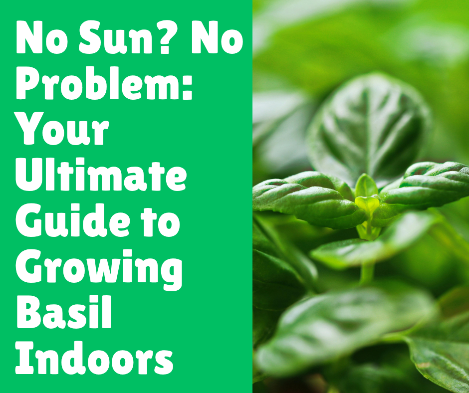 No Sun? No Problem: Your Ultimate Guide to Growing Basil Indoors