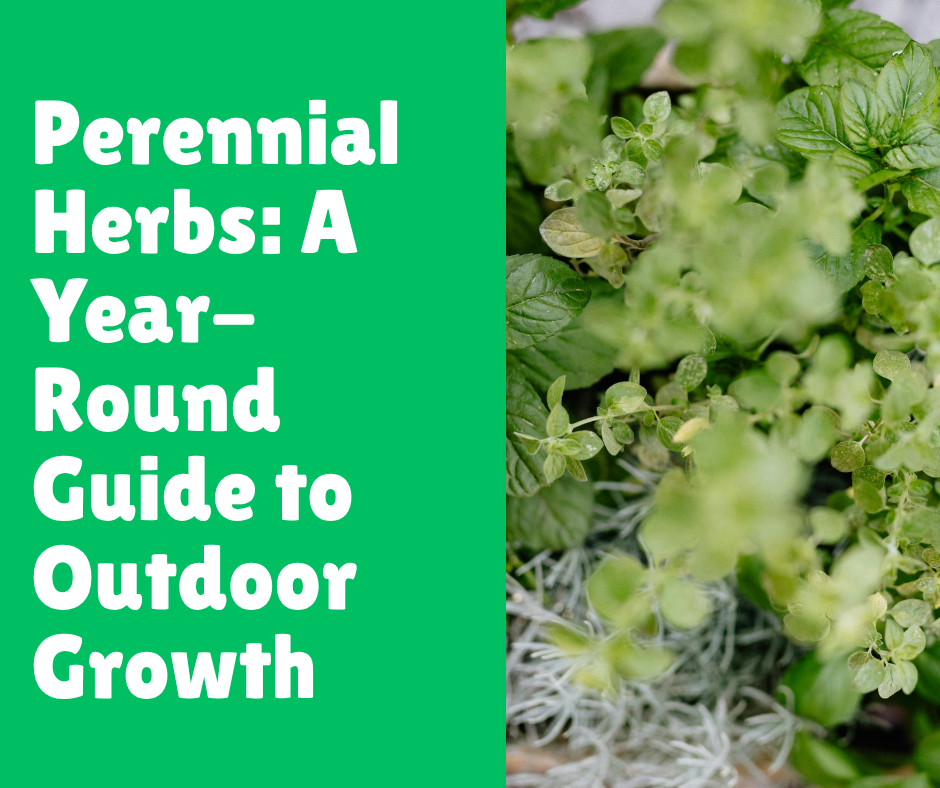 Perennial Herbs: A Year-Round Guide to Outdoor Growth