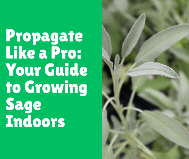 Propagate Like a Pro: Your Guide to Growing Sage Indoors