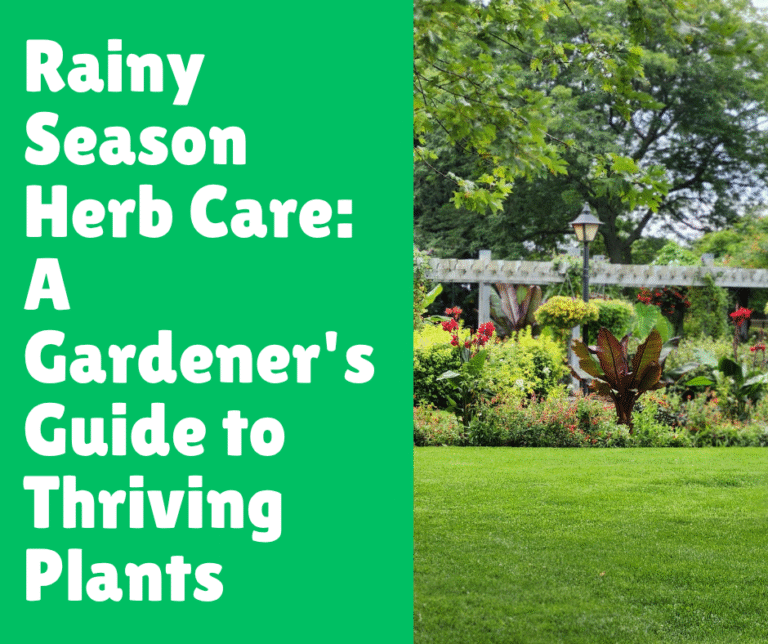 Rainy Season Herb Care: A Gardener's Guide to Thriving Plants
