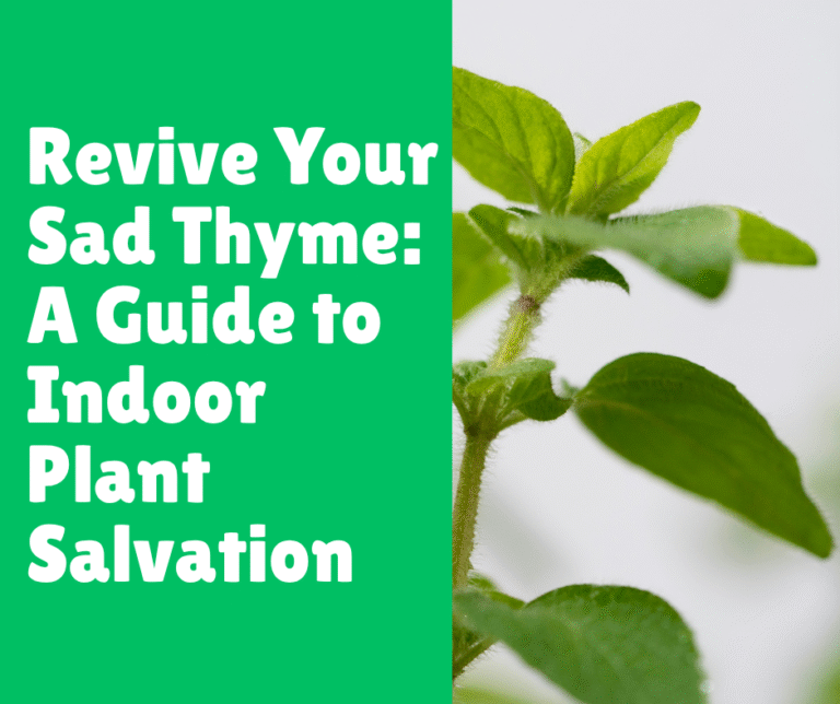 Revive Your Sad Thyme: A Guide to Indoor Plant Salvation