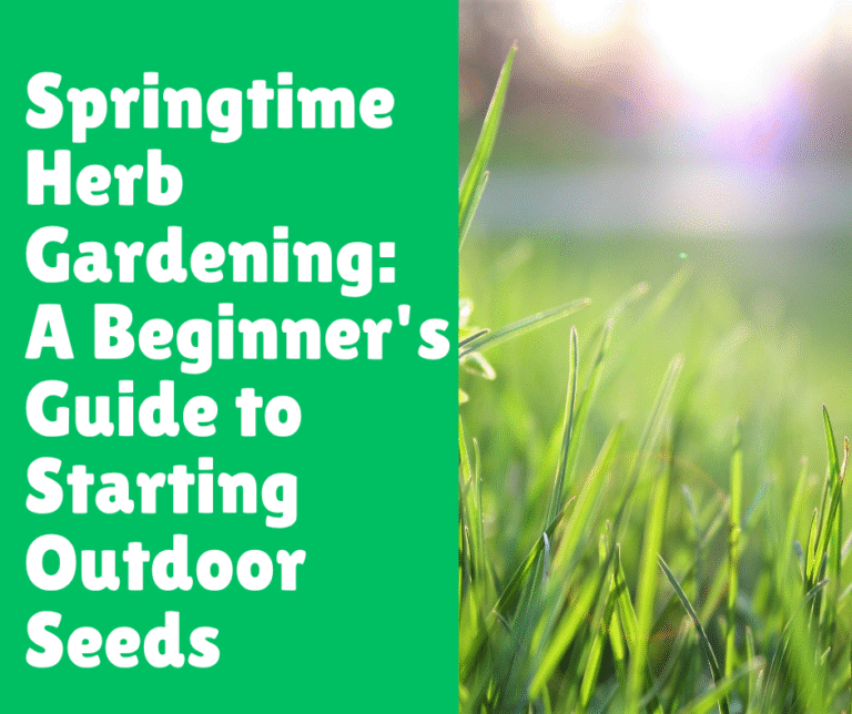 Springtime Herb Gardening: A Beginner's Guide to Starting Outdoor Seeds