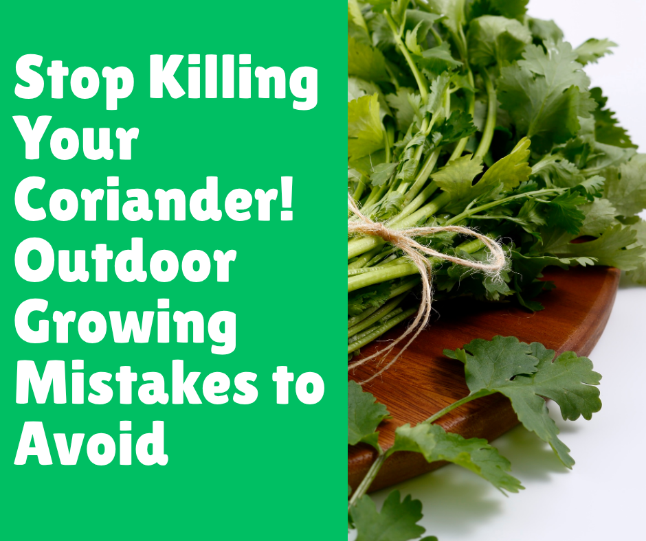 Stop Killing Your Coriander! Outdoor Growing Mistakes to Avoid