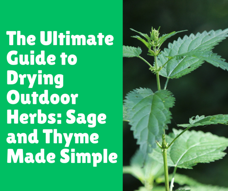 The Ultimate Guide to Drying Outdoor Herbs: Sage and Thyme Made Simple