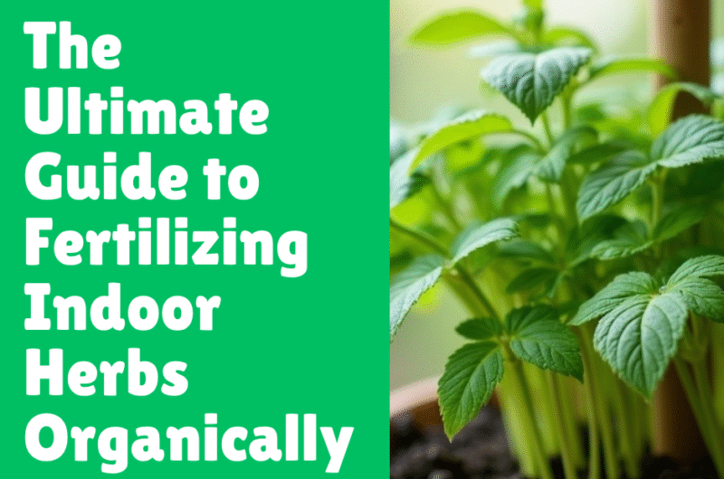 The Ultimate Guide to Fertilizing Indoor Herbs Organically