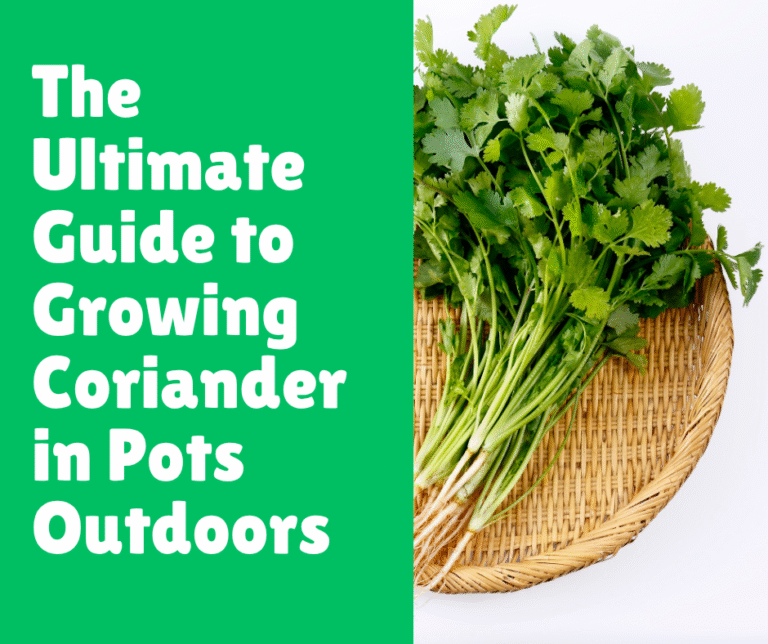 The Ultimate Guide to Growing Coriander in Pots Outdoors